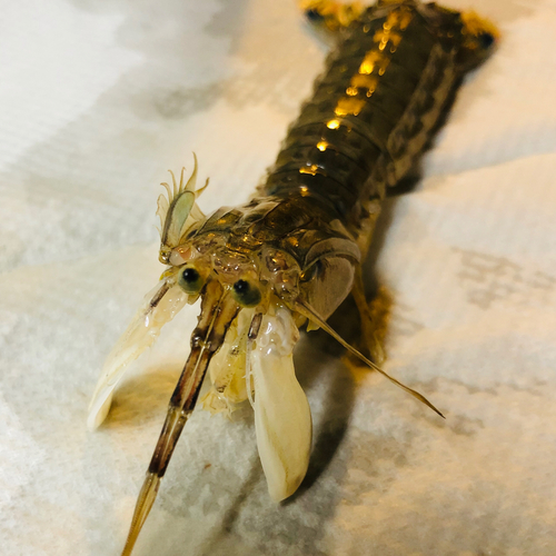 シャコの釣果