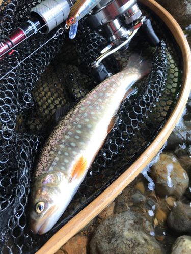 イワナの釣果