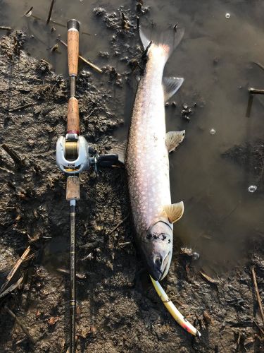 アメマスの釣果