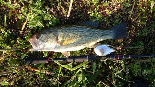 ラージマウスバスの釣果