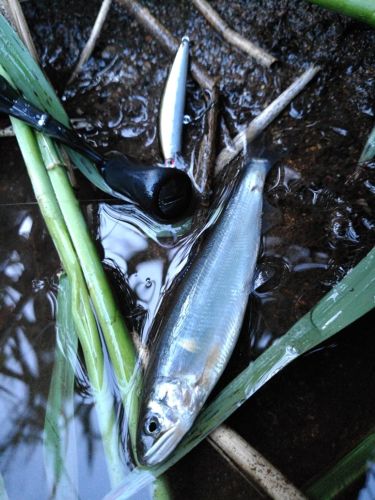 アユの釣果