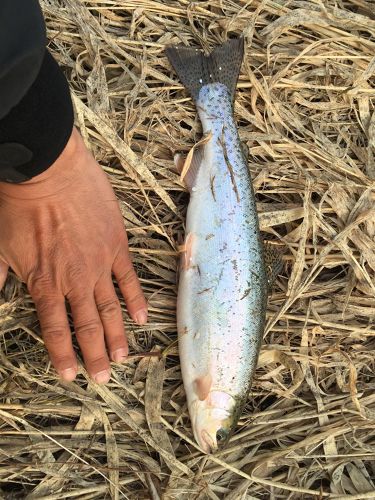 ニジマスの釣果