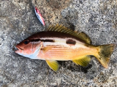 ヨコスジフエダイの釣果