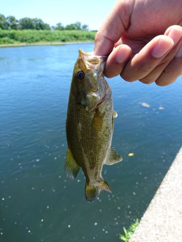 スモールマウスバスの釣果