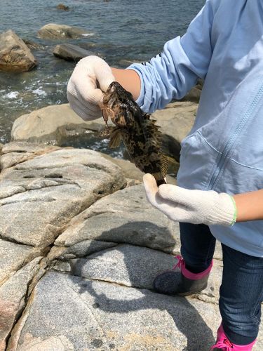 ベッコウゾイの釣果