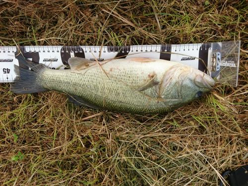 ブラックバスの釣果