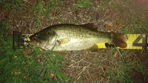 ラージマウスバスの釣果