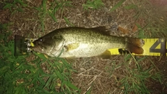 ラージマウスバスの釣果