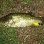 ラージマウスバス