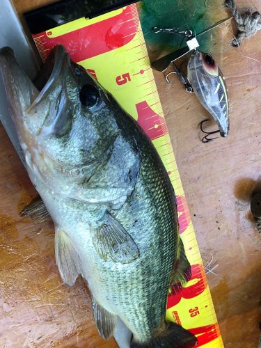 ブラックバスの釣果