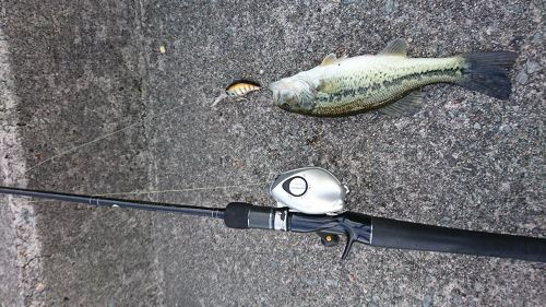 ブラックバスの釣果