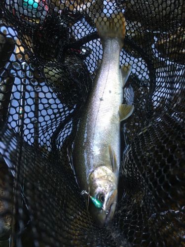 イワナの釣果