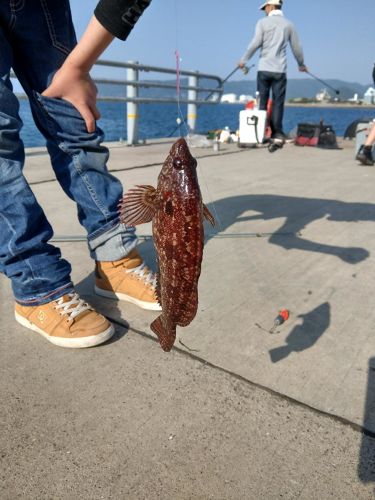 アイナメの釣果