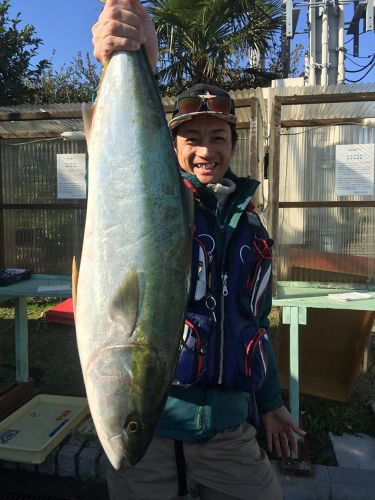 ブリの釣果