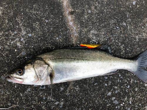 フッコ（マルスズキ）の釣果