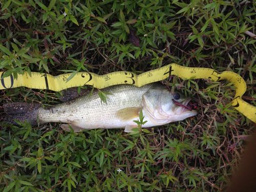 ブラックバスの釣果