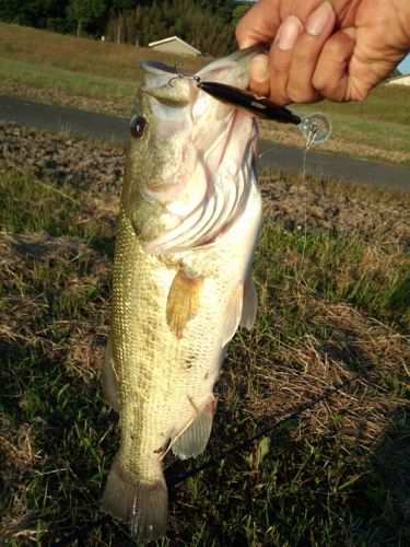 ラージマウスバスの釣果