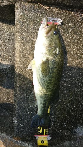 ブラックバスの釣果