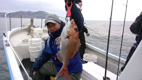 マダイの釣果