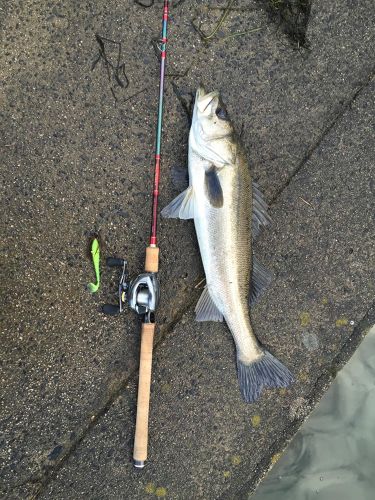 シーバスの釣果