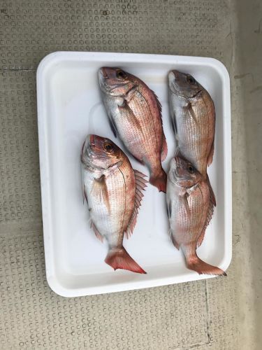 マダイの釣果