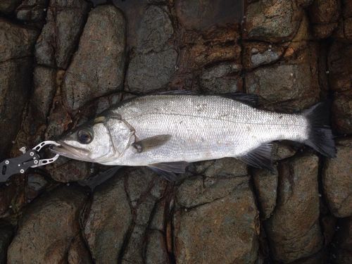 ヒラスズキの釣果