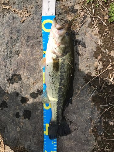 ブラックバスの釣果