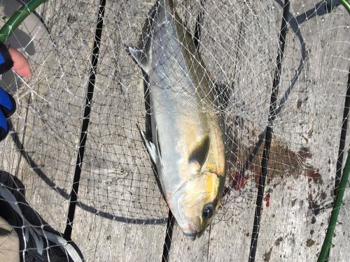 カンパチの釣果