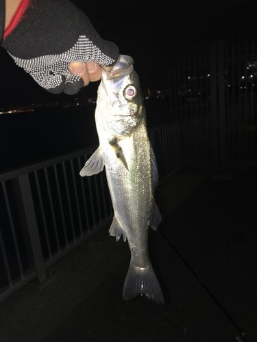 セイゴ（マルスズキ）の釣果