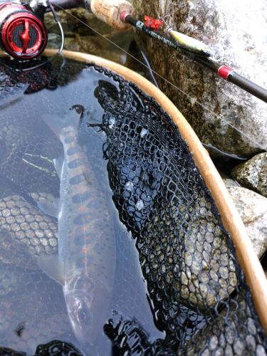 アマゴの釣果