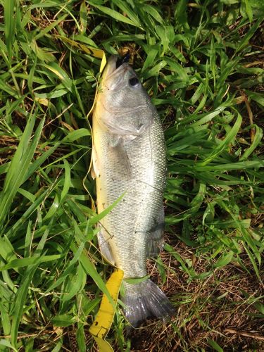 ブラックバスの釣果