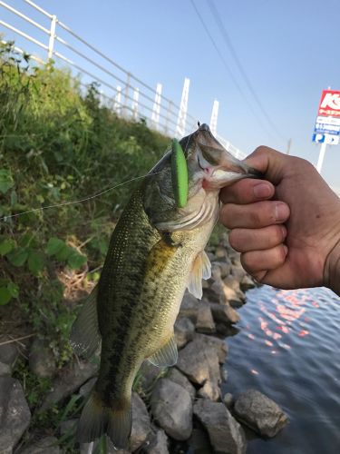 ブラックバスの釣果