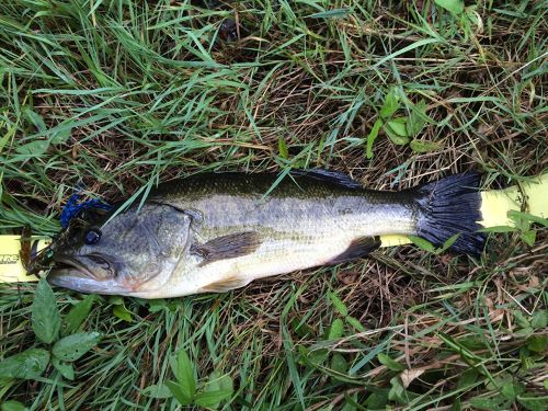 ブラックバスの釣果