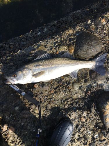 スズキの釣果