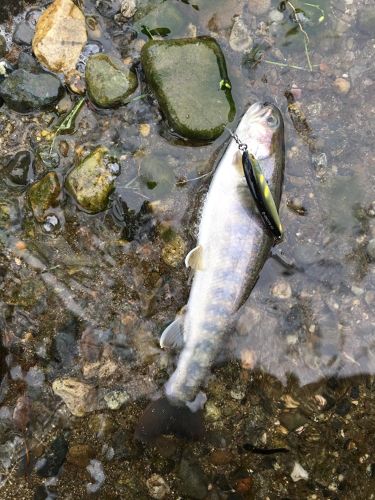 ニッコウイワナの釣果