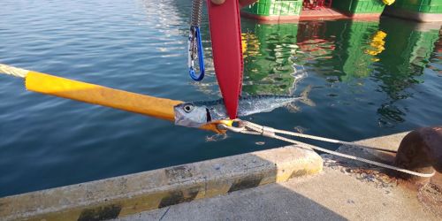 サバの釣果