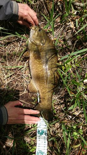 スモールマウスバスの釣果