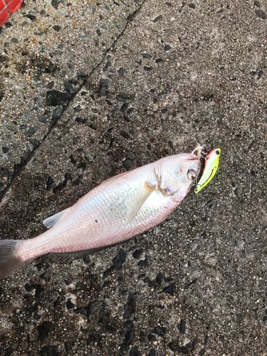 イシモチの釣果