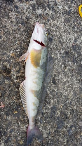 ホッケの釣果