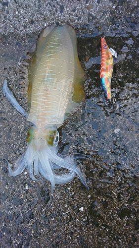 アオリイカの釣果