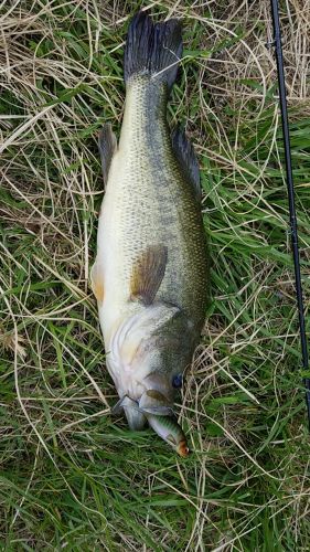 ブラックバスの釣果