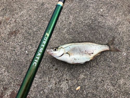 ウミタナゴの釣果