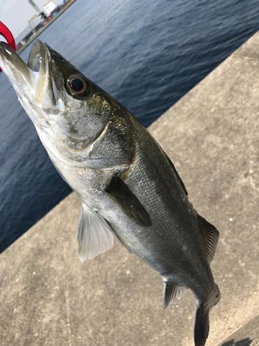 フッコ（マルスズキ）の釣果