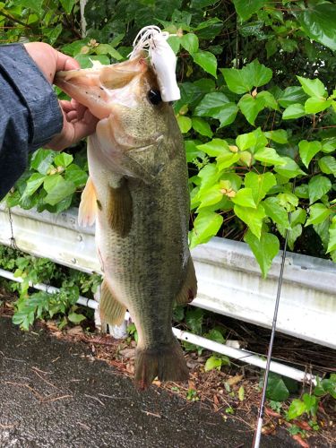 ブラックバスの釣果