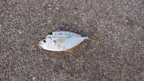 コトヒキの釣果