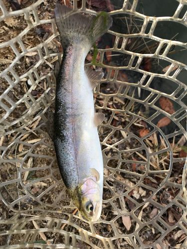 トラウトの釣果