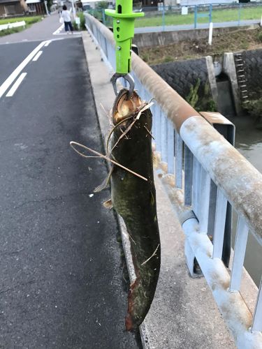 ナマズの釣果