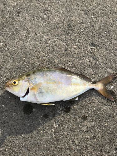 ショゴの釣果