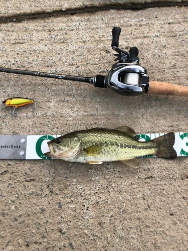 ブラックバスの釣果