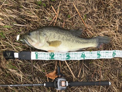 ブラックバスの釣果